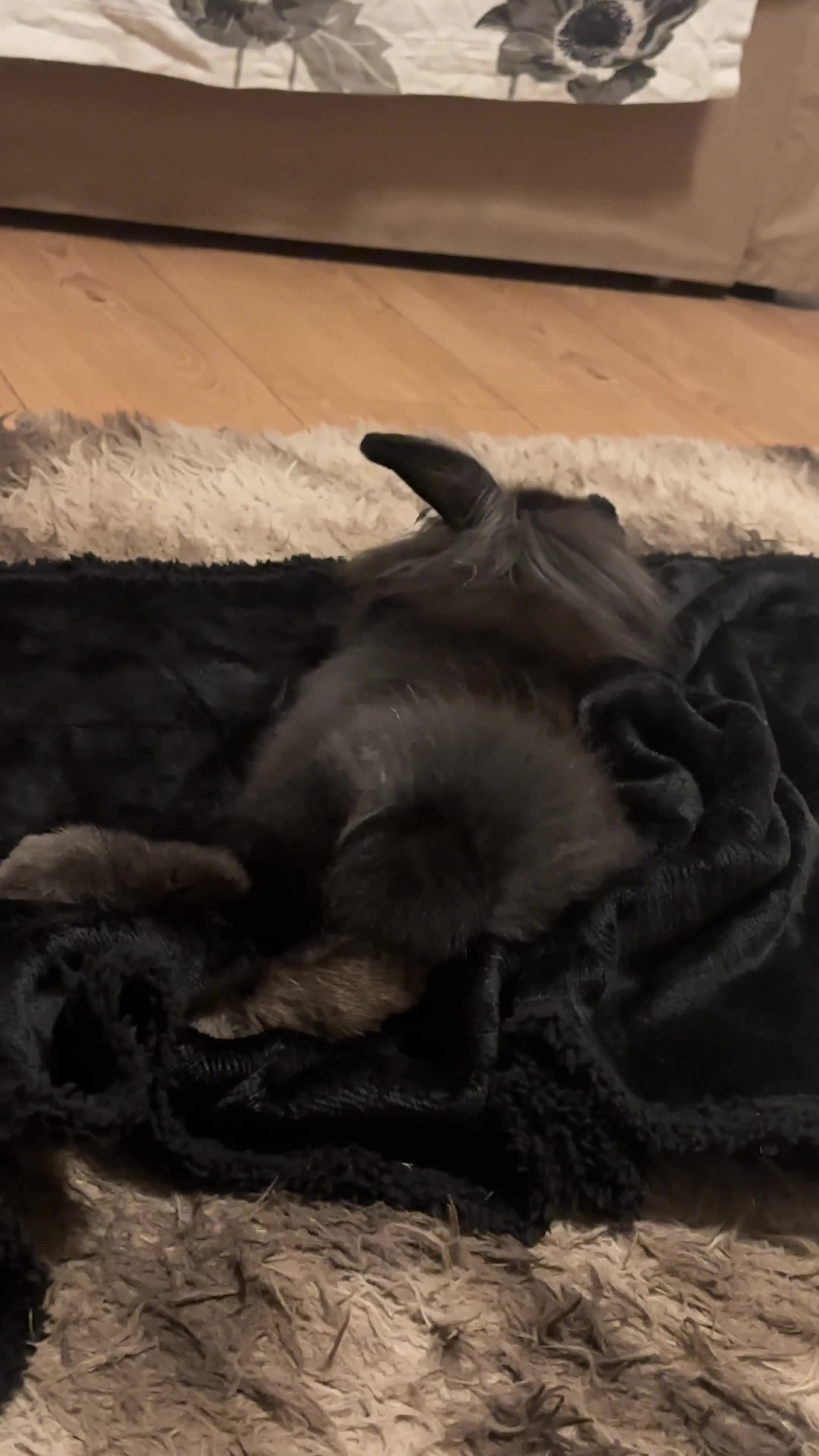 French Lop rabbits for sale: Rabbit Bunny  - Video 1