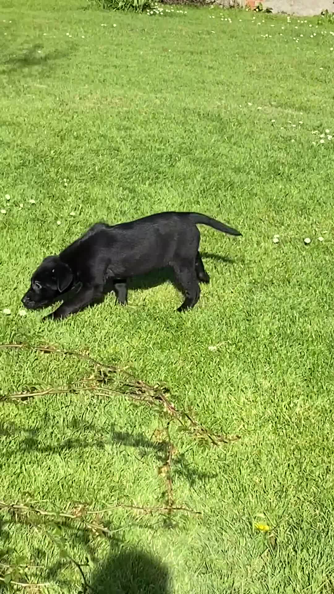 Labrador Retriever dogs for sale: KC Reg well bred Male puppies - Video 1