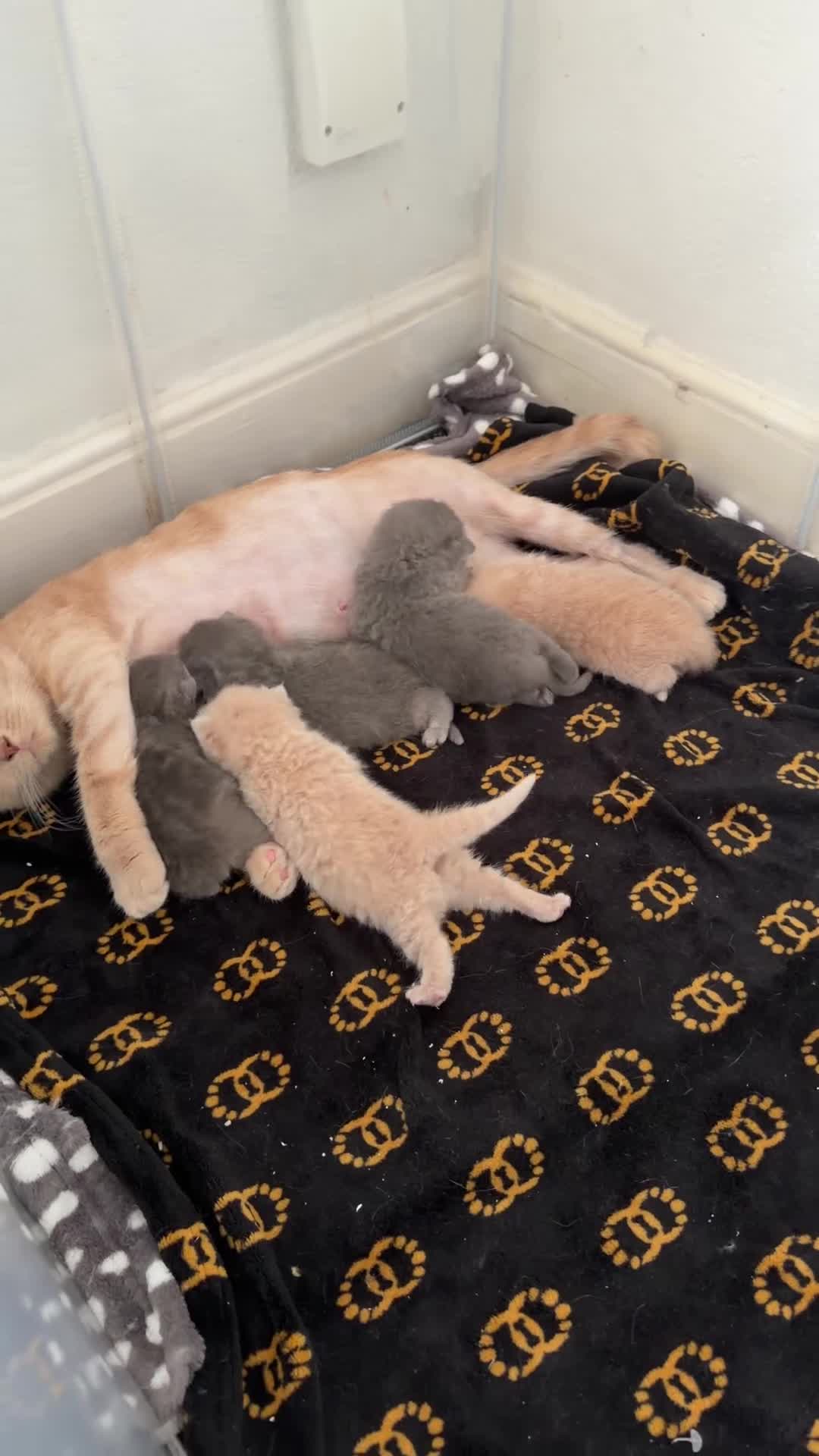 British Shorthair cats for sale: Britishshorthairs kittens  - Video 1
