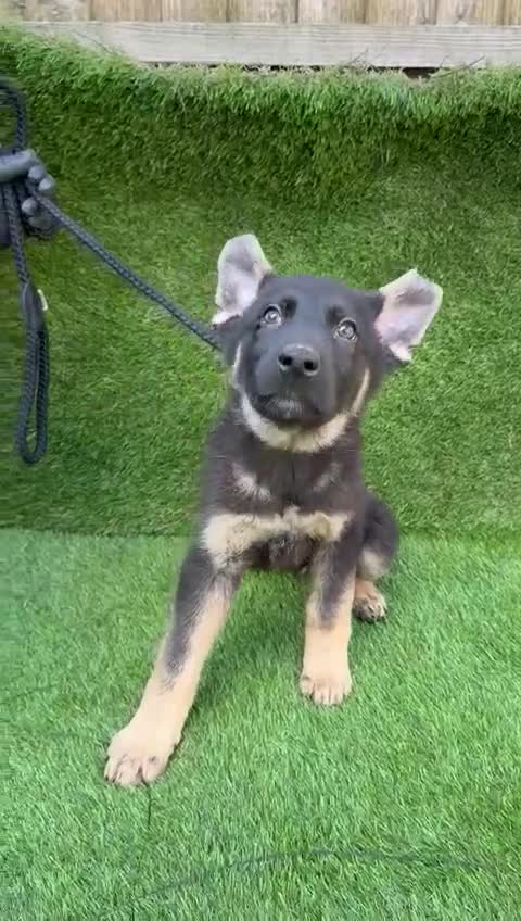 German Shepherd dogs for sale: german shapahd puppy 4 month old  - Video 1