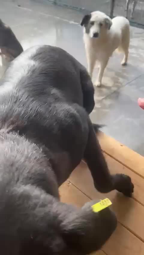 Mixed Breed dogs for adoption: Nyx, 1 yr old approx. Available for adoption. - Video 1