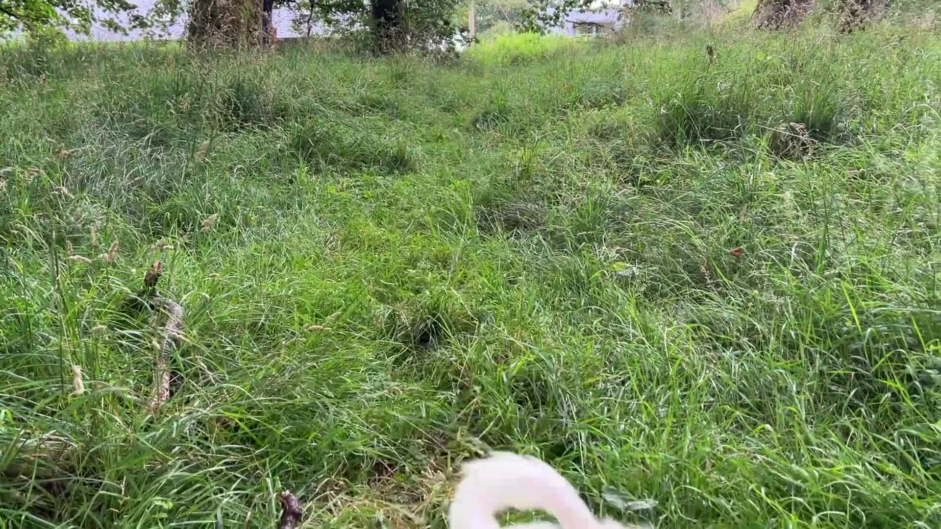 Standard Poodle dogs for sale: Stunning KC reg standard poodle  - Video 1