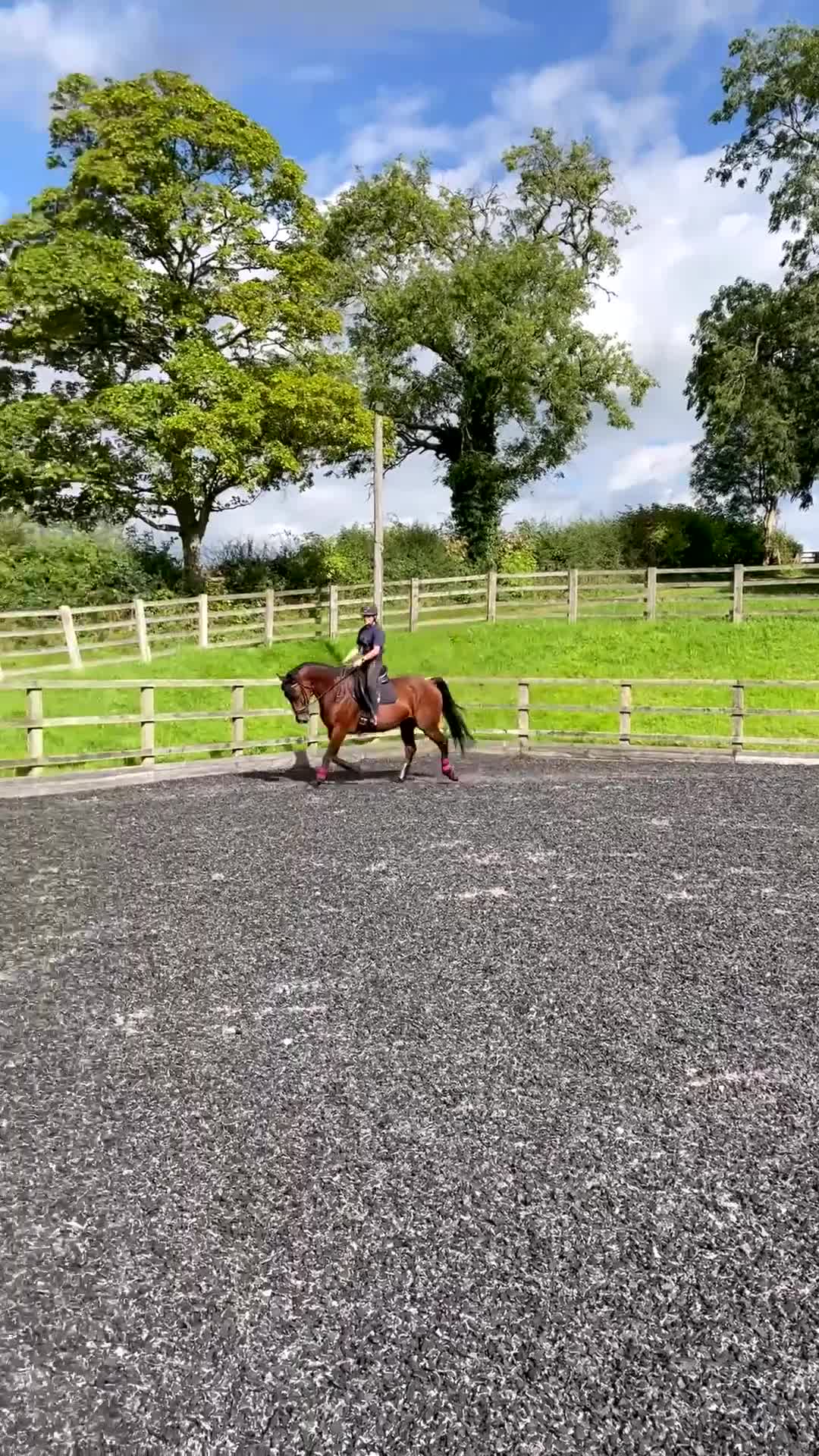 Cleveland Bay horses for sale: Jessica (Jessie) in Stoke-on-Trent - Video 1