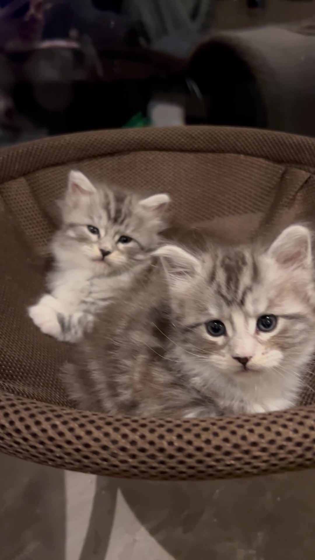 Maine Coon cats for sale: Stunning Purebred Maine Coon Kittens 😺  - Video 1