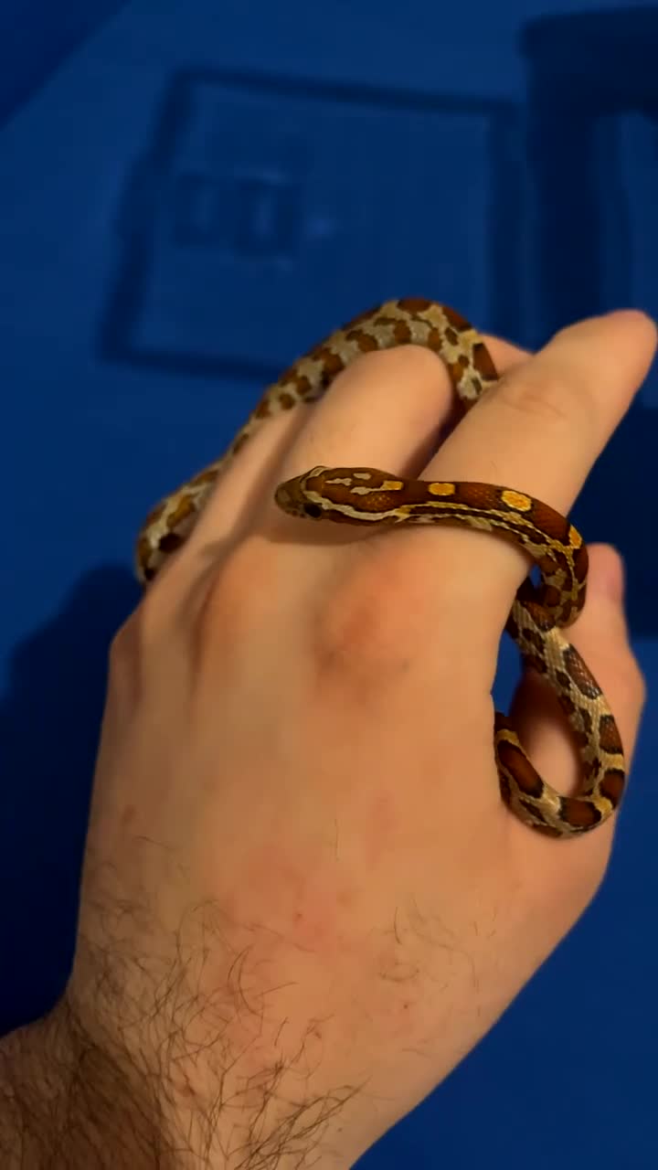 Corn Snake reptiles for sale: Corn snake for sale  in Enfield - Video 2