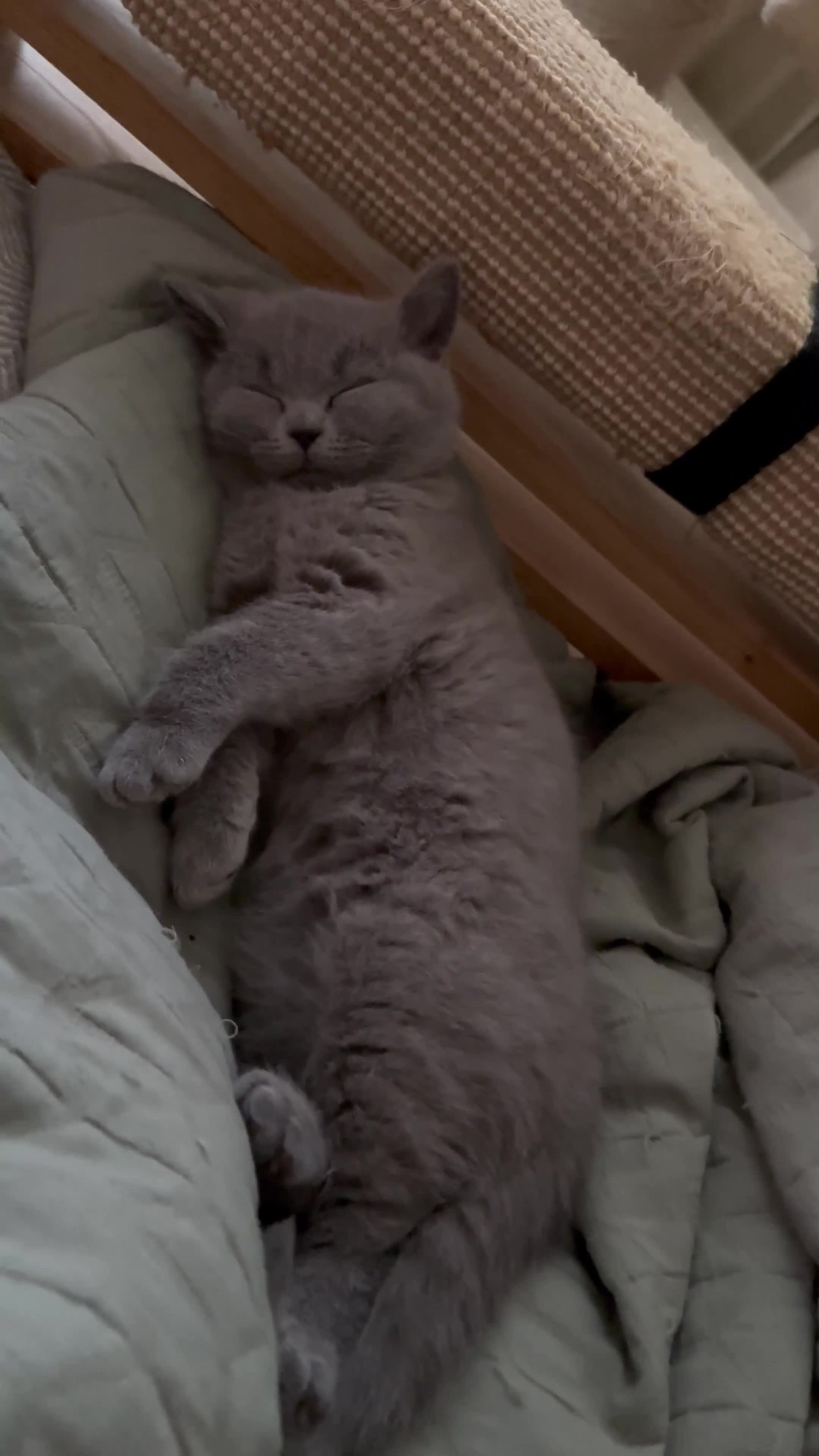 British Shorthair cats for sale: British shorthair blue - Video 5