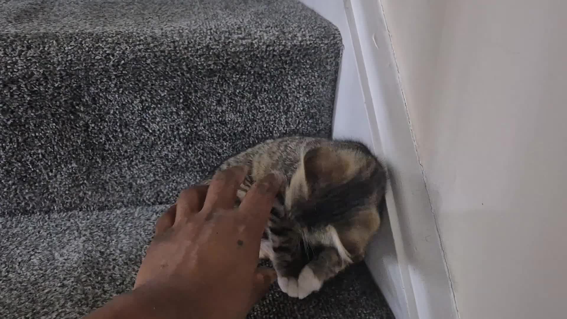 Domestic Shorthair cats for sale: Friendly and Playful Tabby Kitten - Video 3