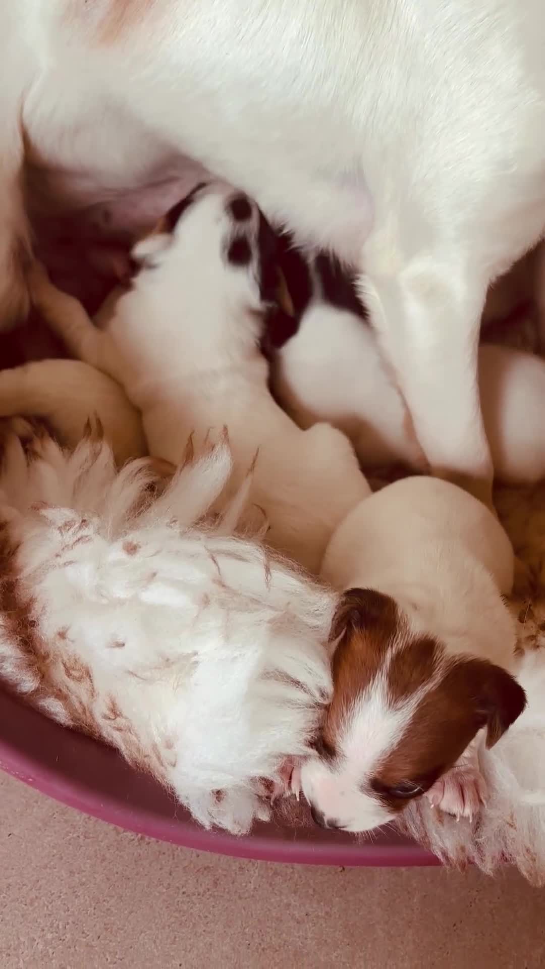 Mixed Breed dogs for sale: Beautiful parson jack Russells - Video 1