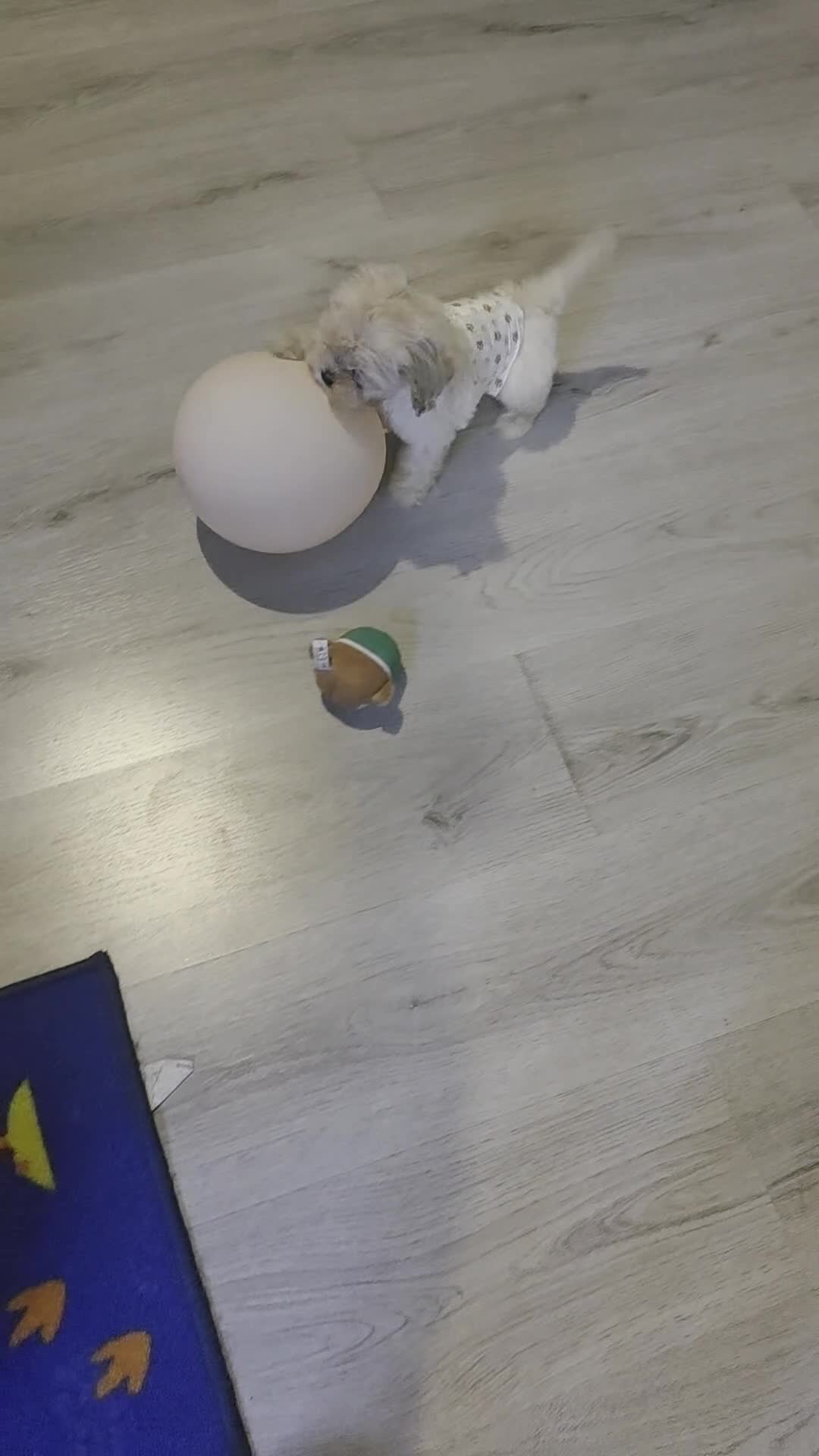 Maltipoo dogs for sale: Tiny Maltipoo boy - Video 2