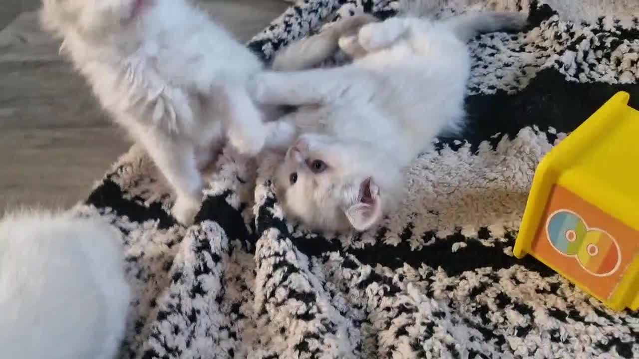 Ragdoll cats for sale: Ready in a week! Stunning Rare Ragdoll babies! - Video 2