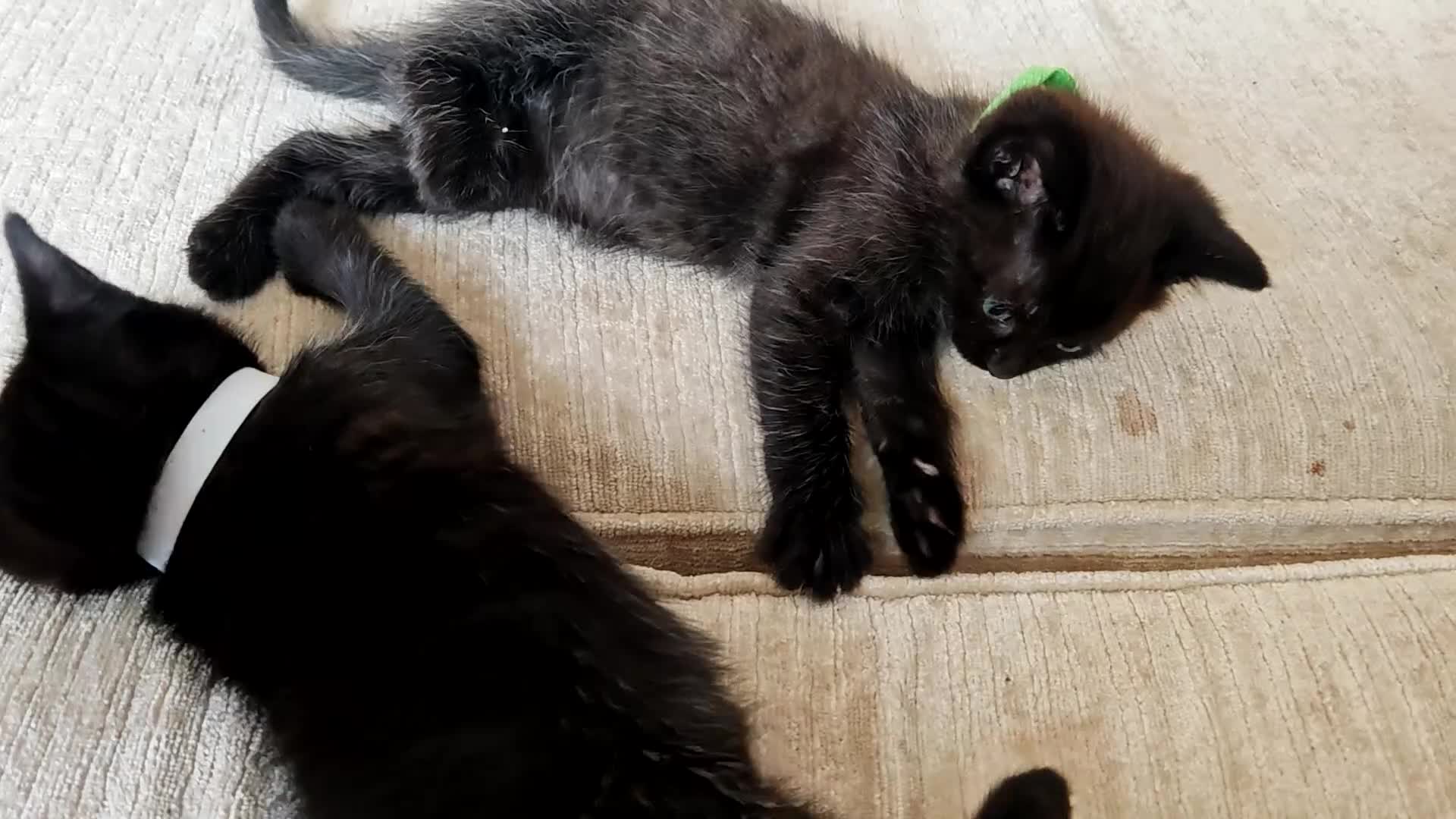 Ragdoll cats for sale: Ragdoll cross kittens - Video 4