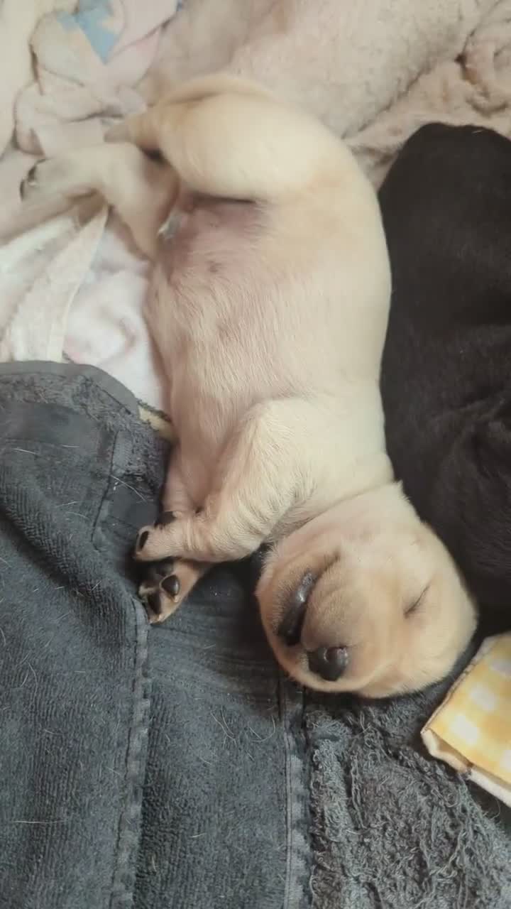 Labrador Retriever dogs for sale:  Beautiful KC registered Labrador retriever puppy in Eastleigh - Video 1