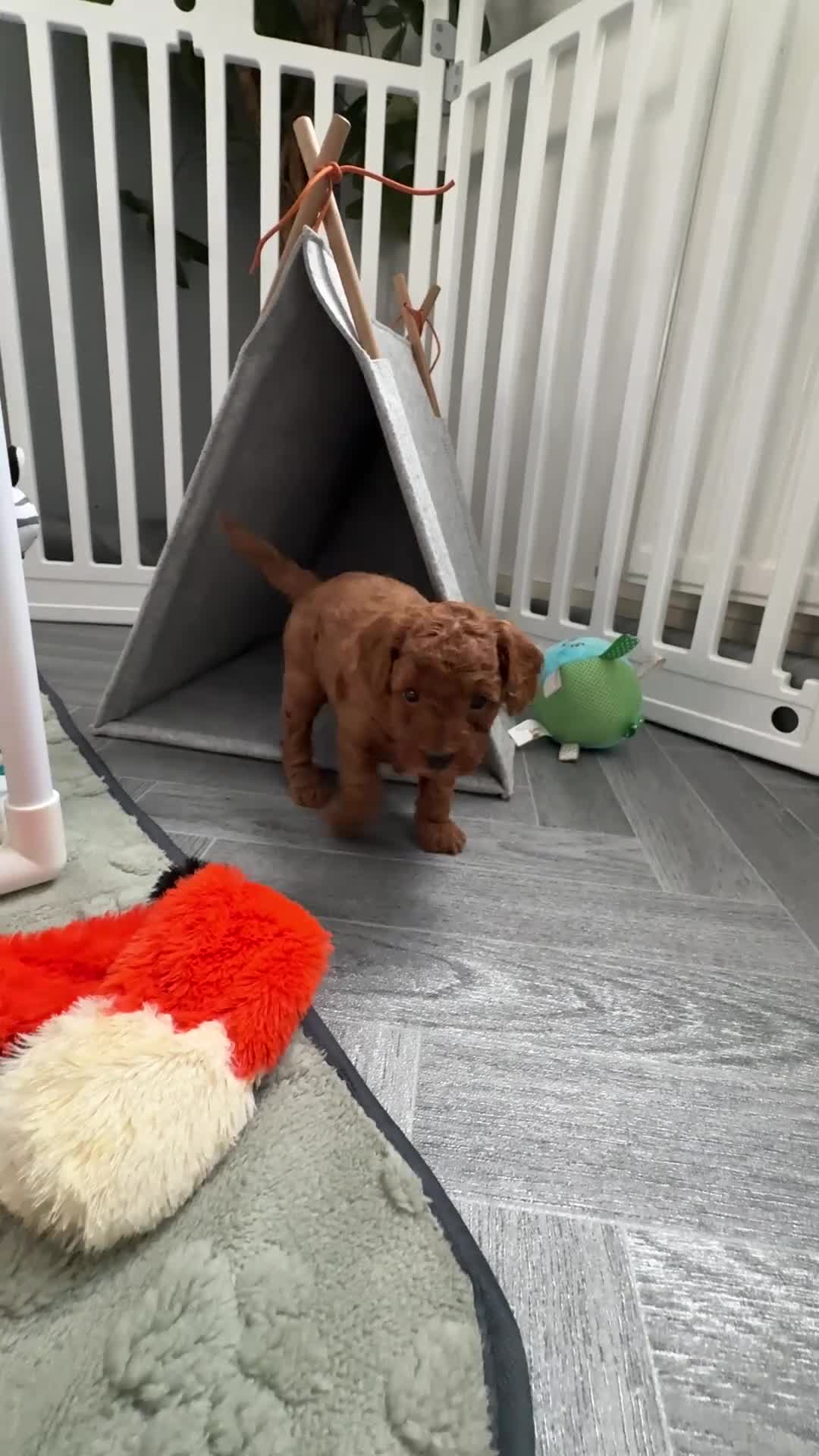 Toy Poodle dogs for sale: 6 Exquisite Red Toy Poodles. Parents DNA Clear - Video 5