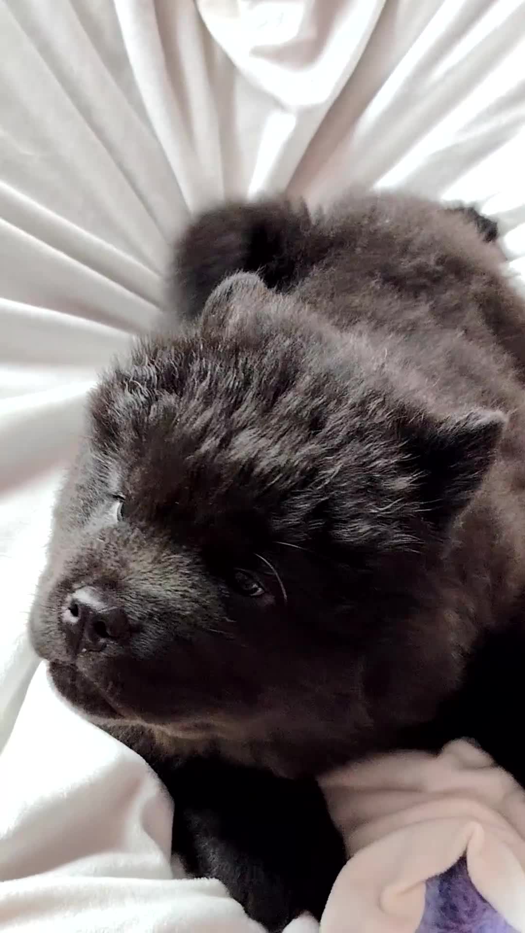 Chow Chow dogs for sale:  KC registered Chow Chow puppies for sale.🤗 - Video 4