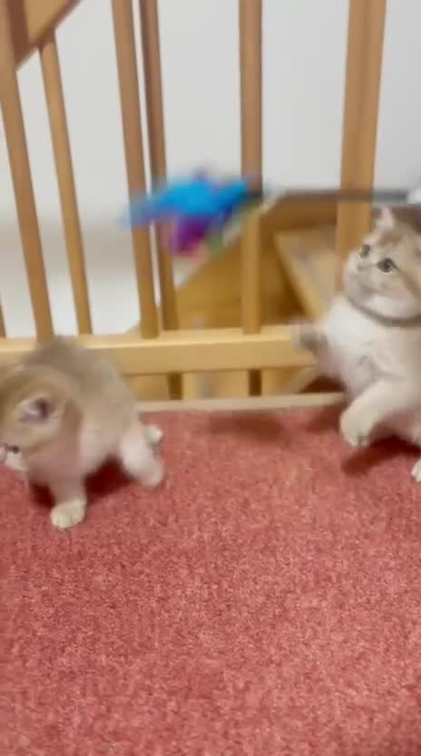 British Shorthair cats for sale: Charming British golden chinchillas - Video 2