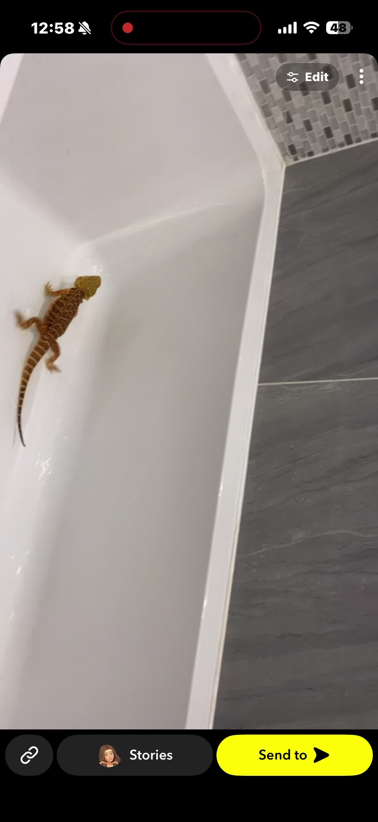 Bearded Dragon reptiles for sale: Tango bearded dragon - Video 1