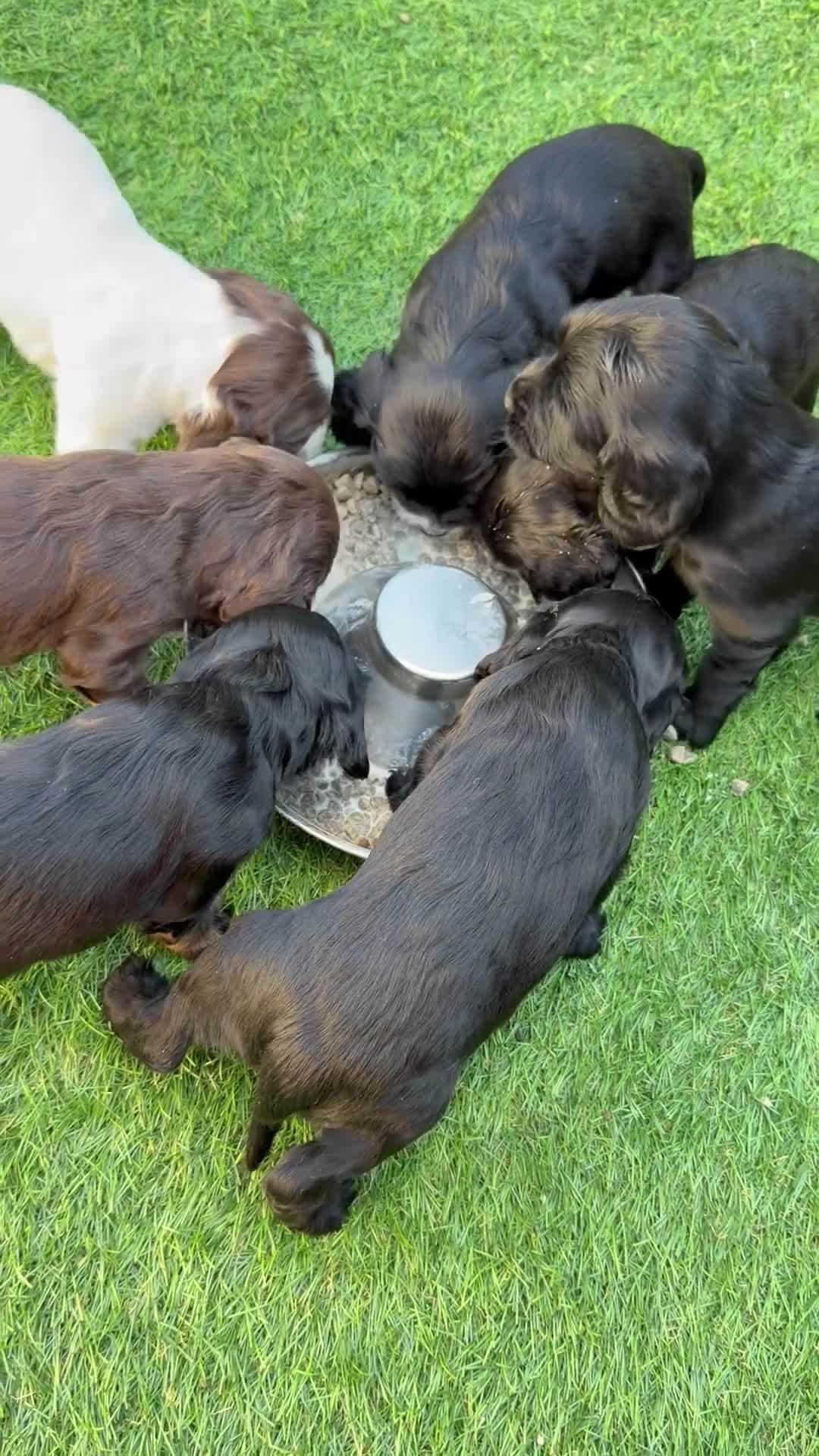 Cocker Spaniel dogs for sale: 7 BEAUTIFUL WORKING SPANIELS 🐶🐾 - Video 1