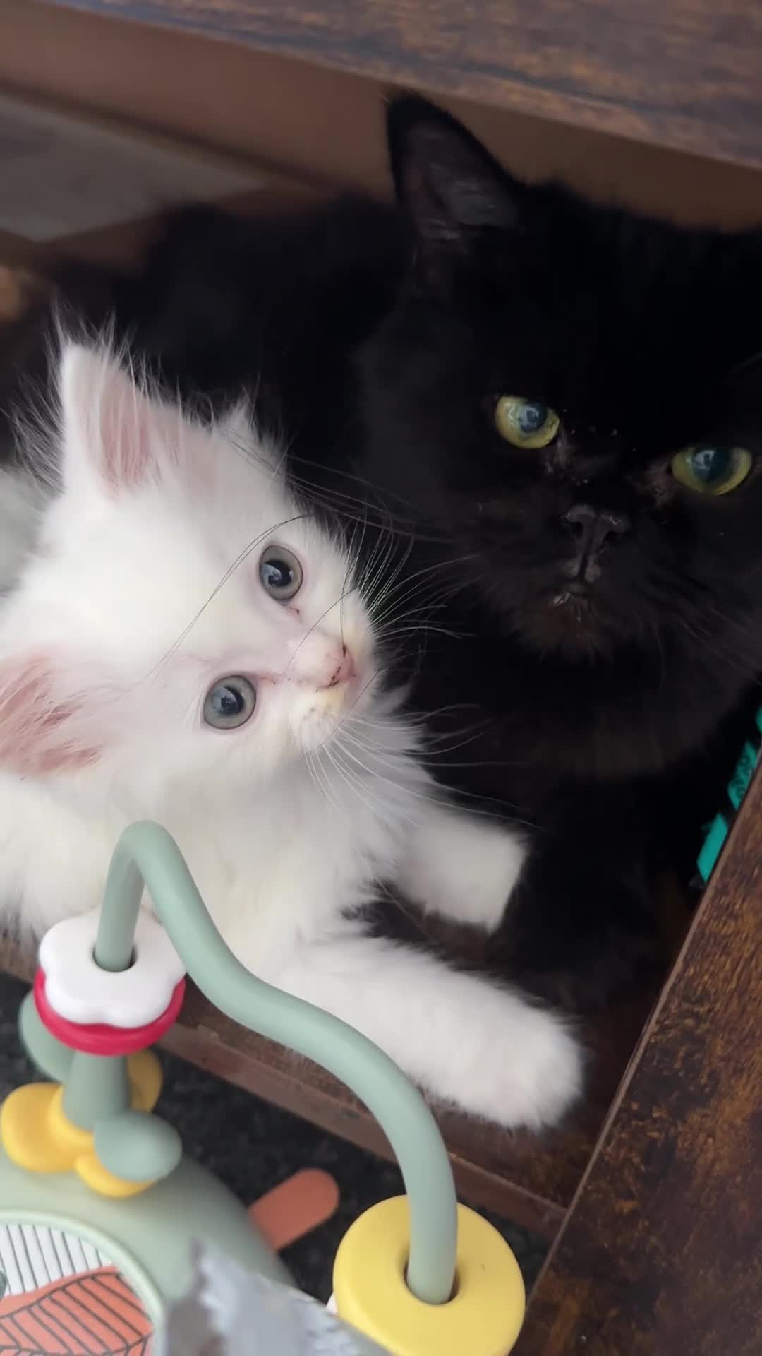 Turkish Angora cats for sale: Turkish angora mix with Persian - Video 1