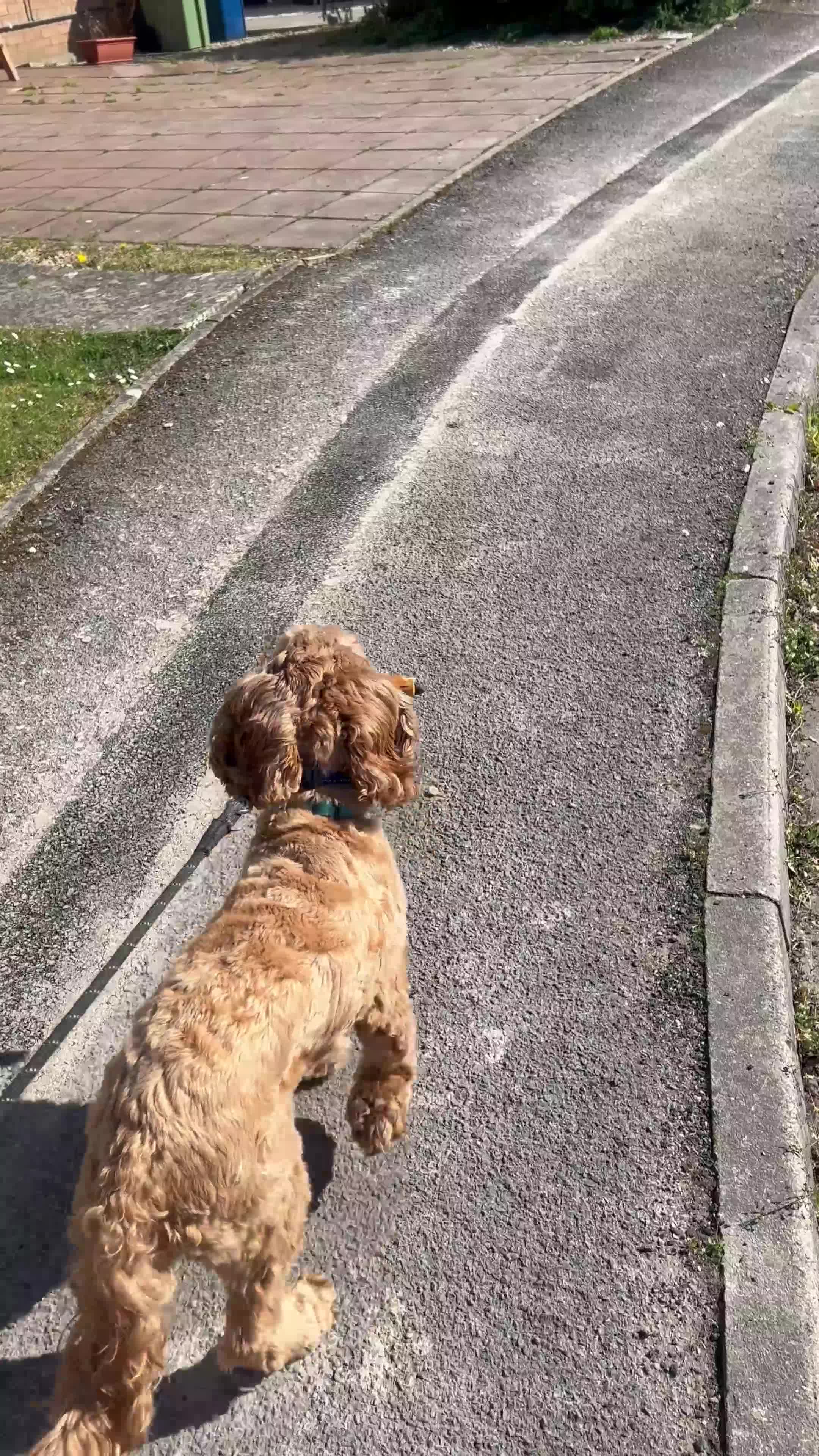 Cockapoo dogs for sale: 2 year old F1 Cockapoo - Video 1