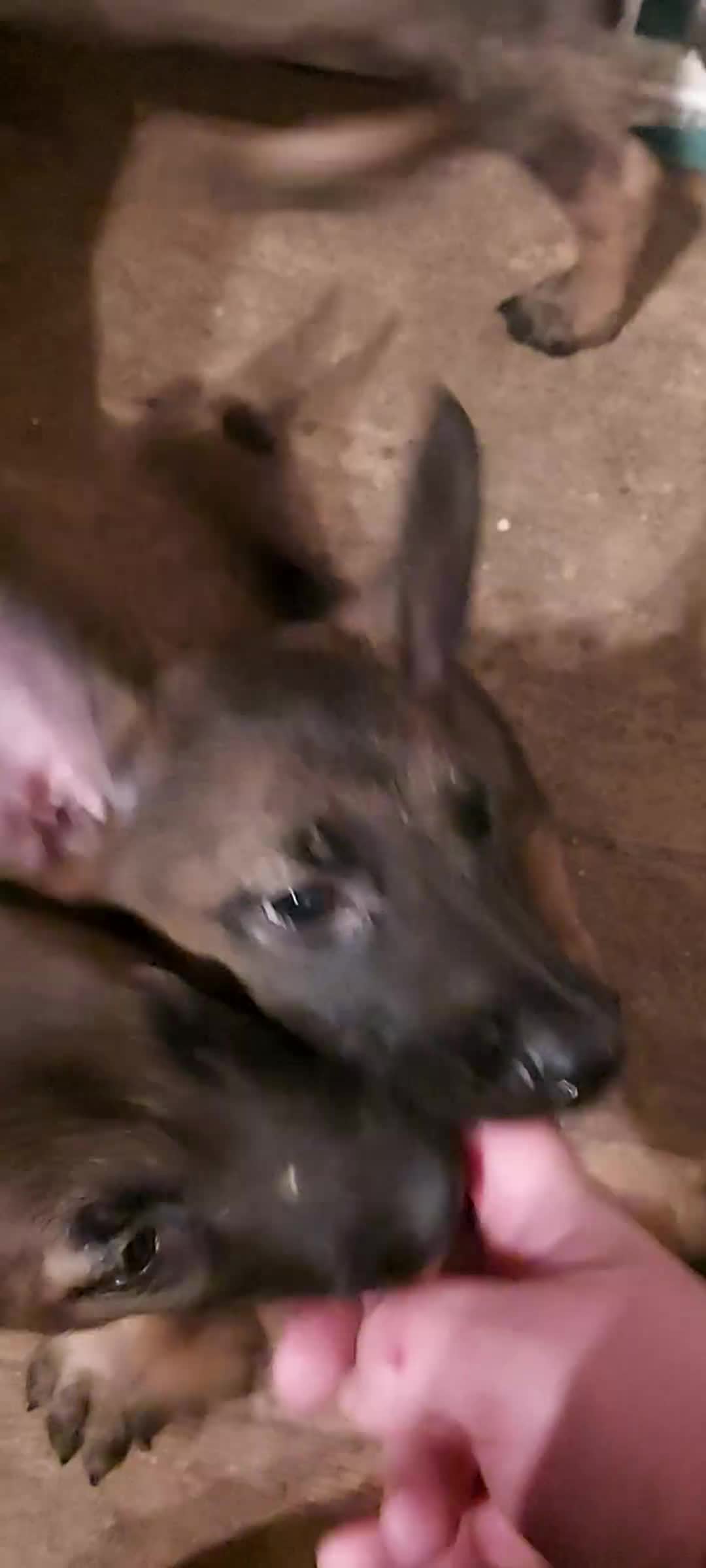 Belgian Shepherd Dog dogs for sale: Belgium malinois puppies  - Video 1