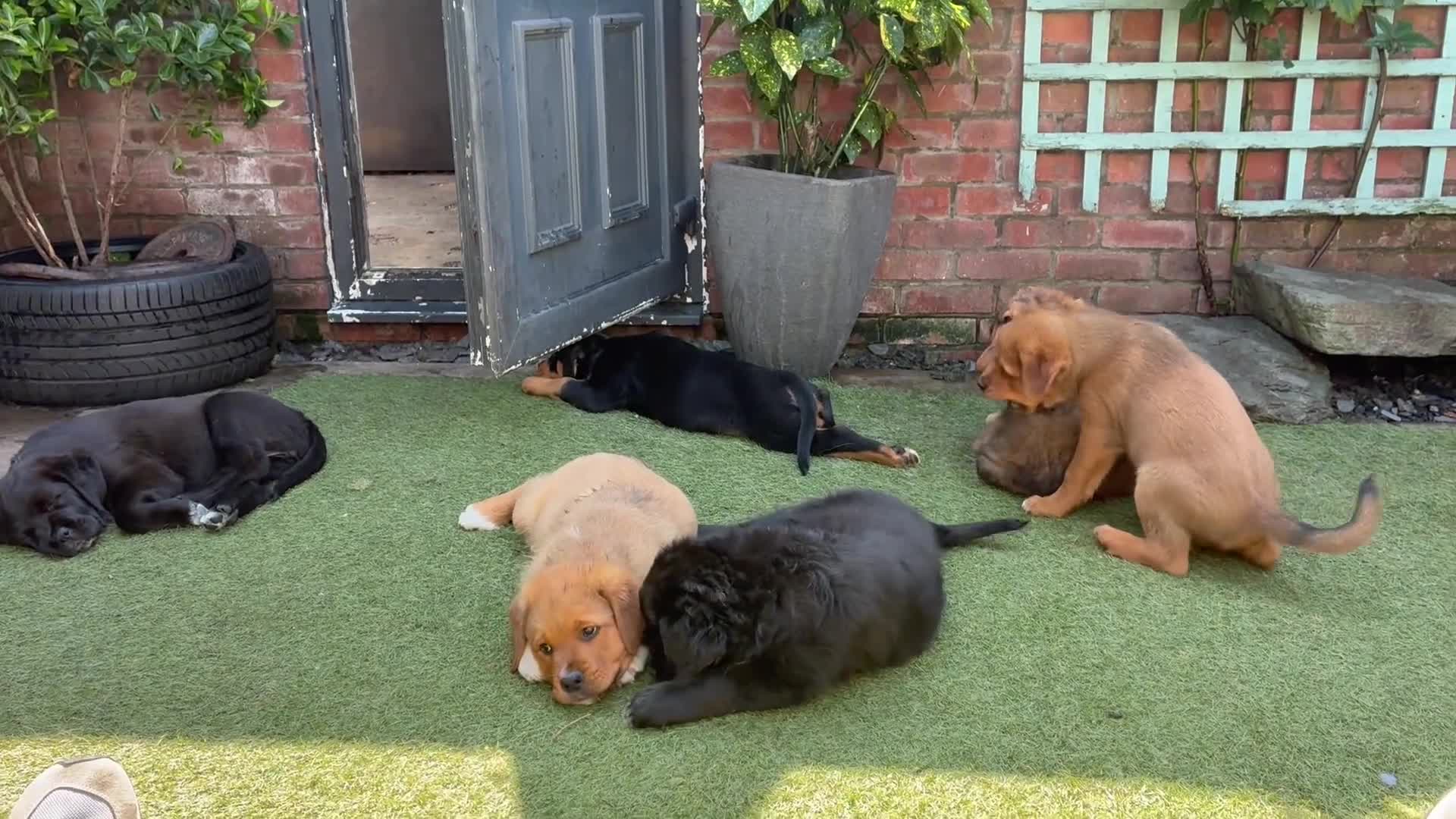 Mixed Breed dogs for sale: Central Asian Shepard x Rottweiler Puppies - Video 1