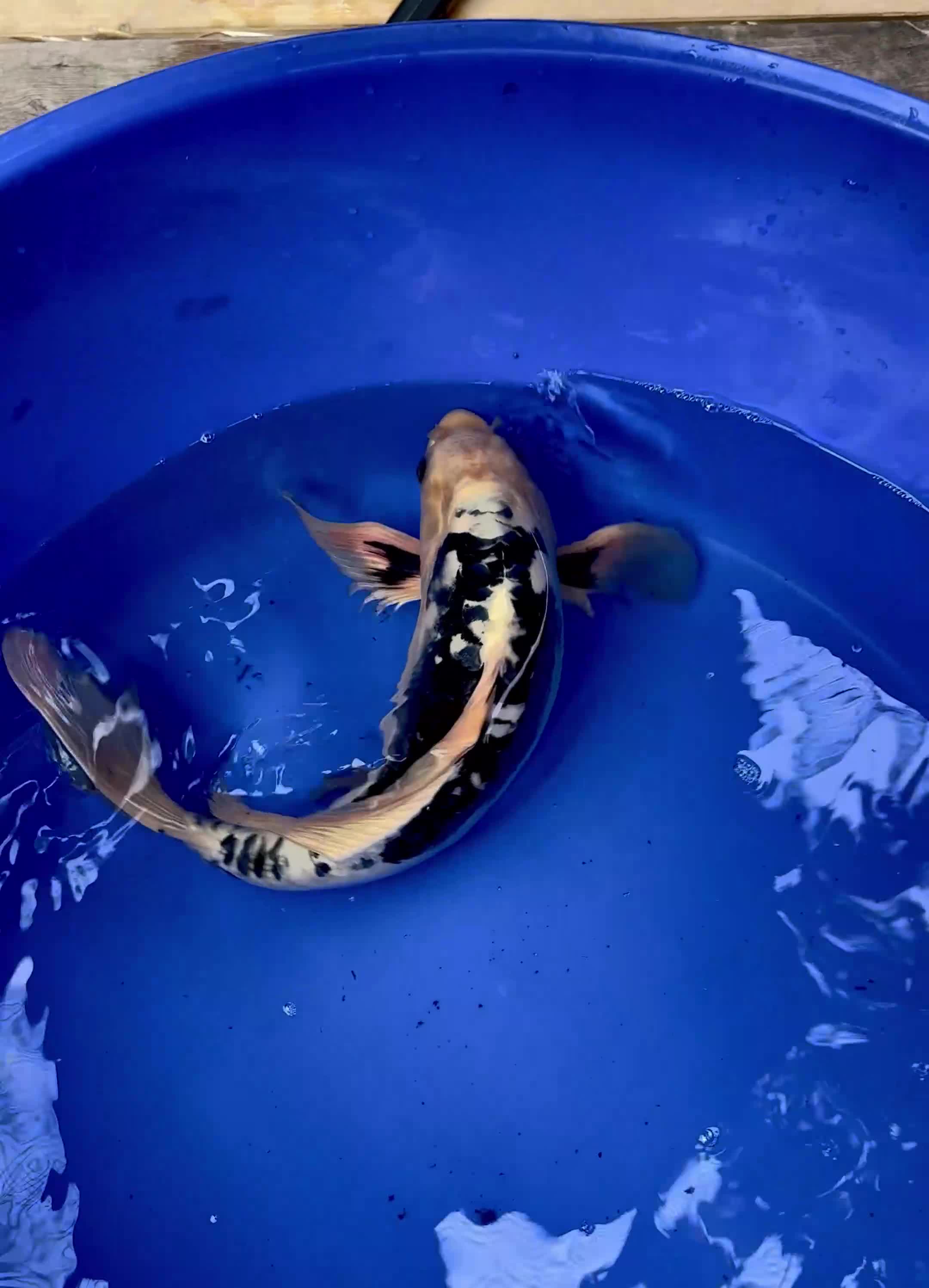 Koi Carp fish for sale: Magnificent Japanese Dragon Koi - Video 1