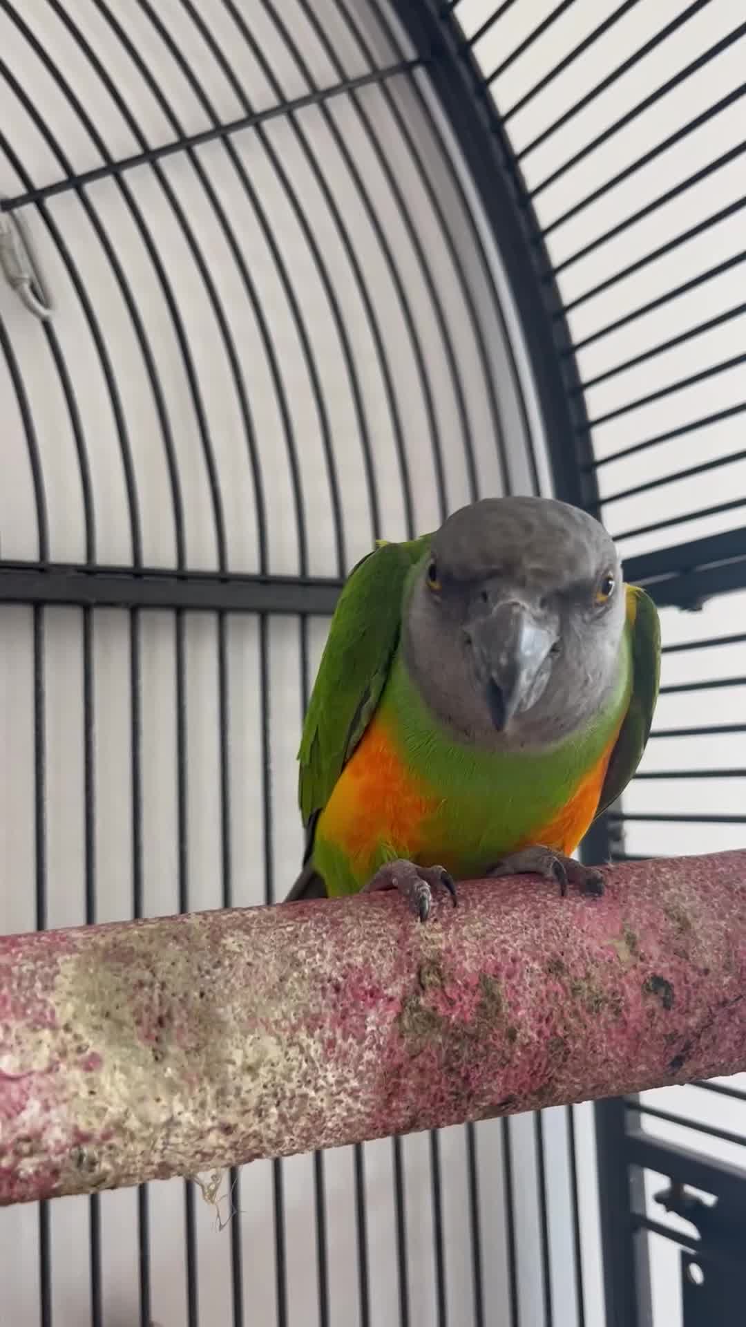 Parrots birds for sale: Senegal parrot  - Video 4