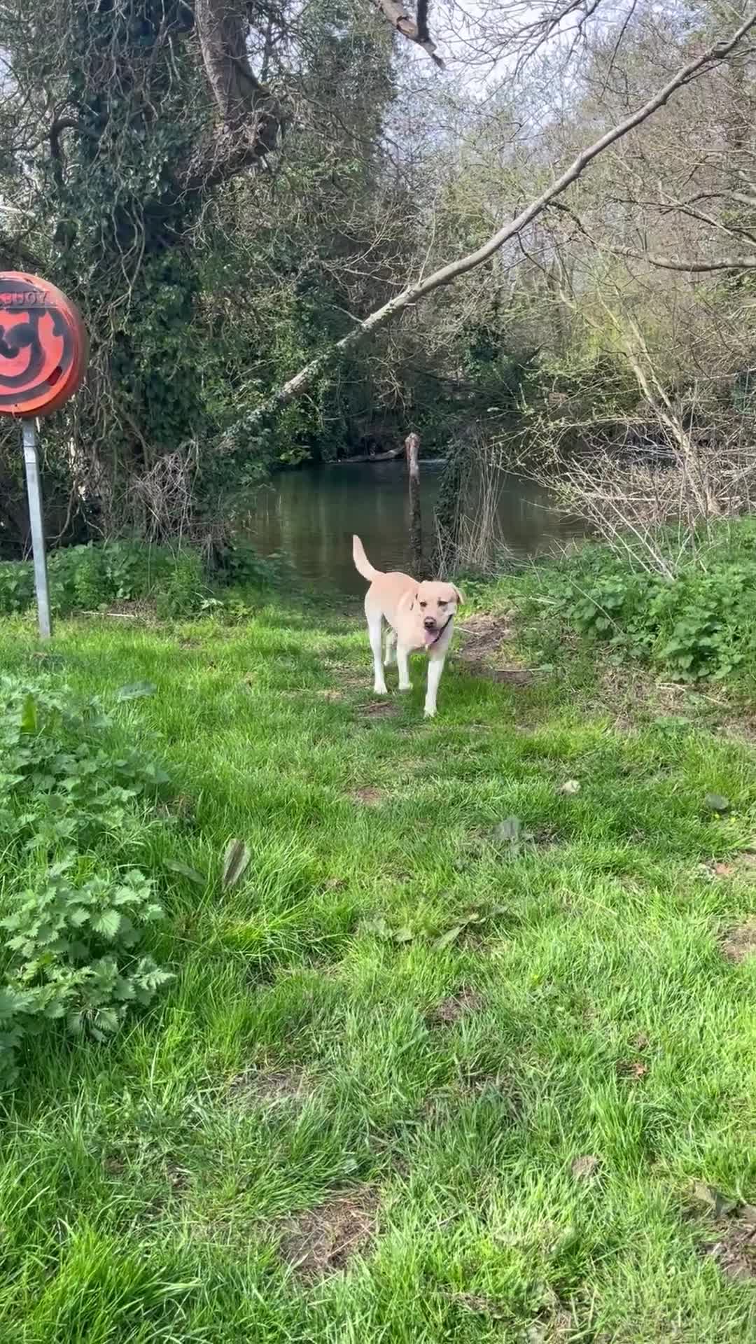 Labrador Retriever dogs for sale: Beautiful Yellow Labrador looking for a new home in Norwich - Video 1