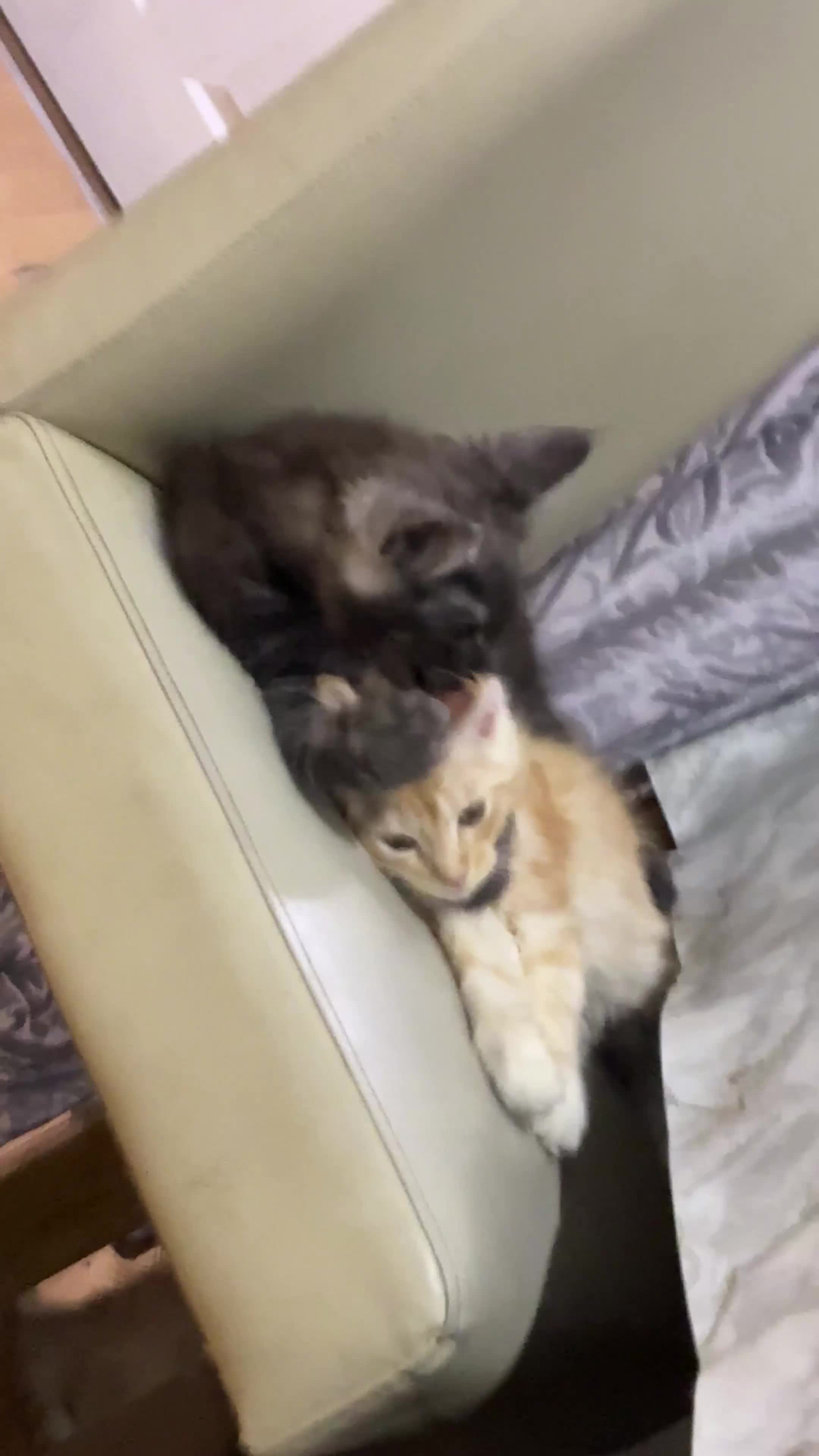 Maine Coon cats for sale: Premium Maine Coon fluffballs😻🐾 - Video 1