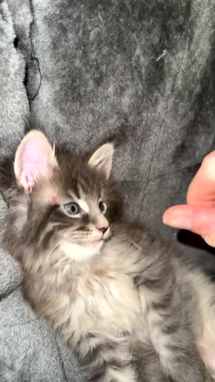 Maine Coon cats for sale: maine coon kittens  - Video 4