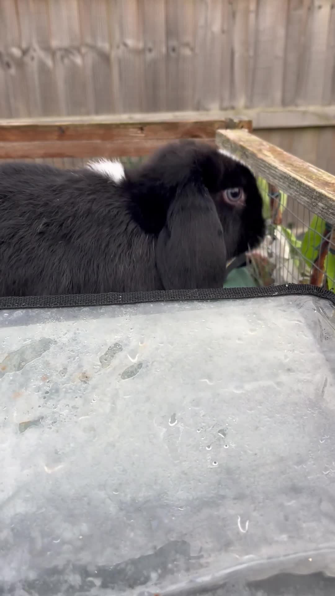 Mini Lop rabbits for sale: Autumn babies - Video 2