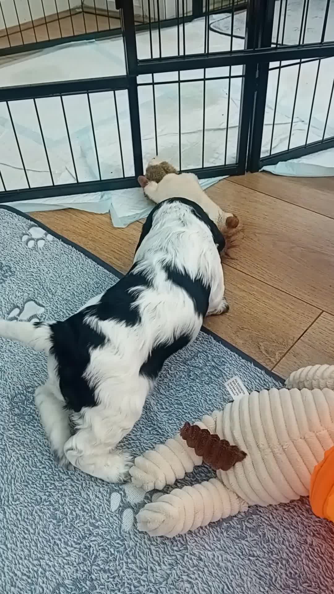 Cocker Spaniel dogs for sale: Stunning Blue Roan Working Cocker Spaniel Puppies in Rugby - Video 4