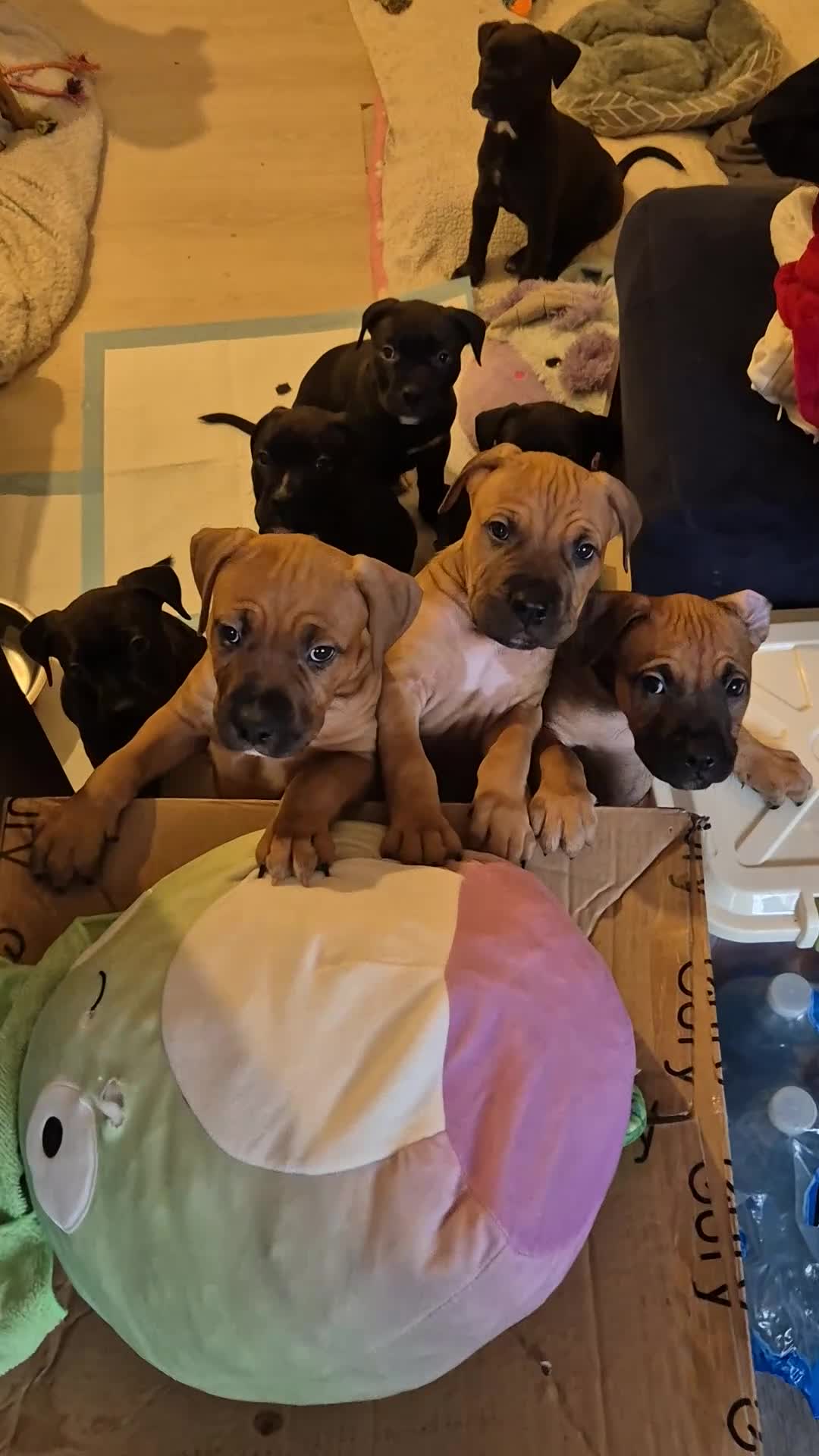 Mixed Breed dogs for sale: Bullmastiff x puppies 🐶  - Video 1