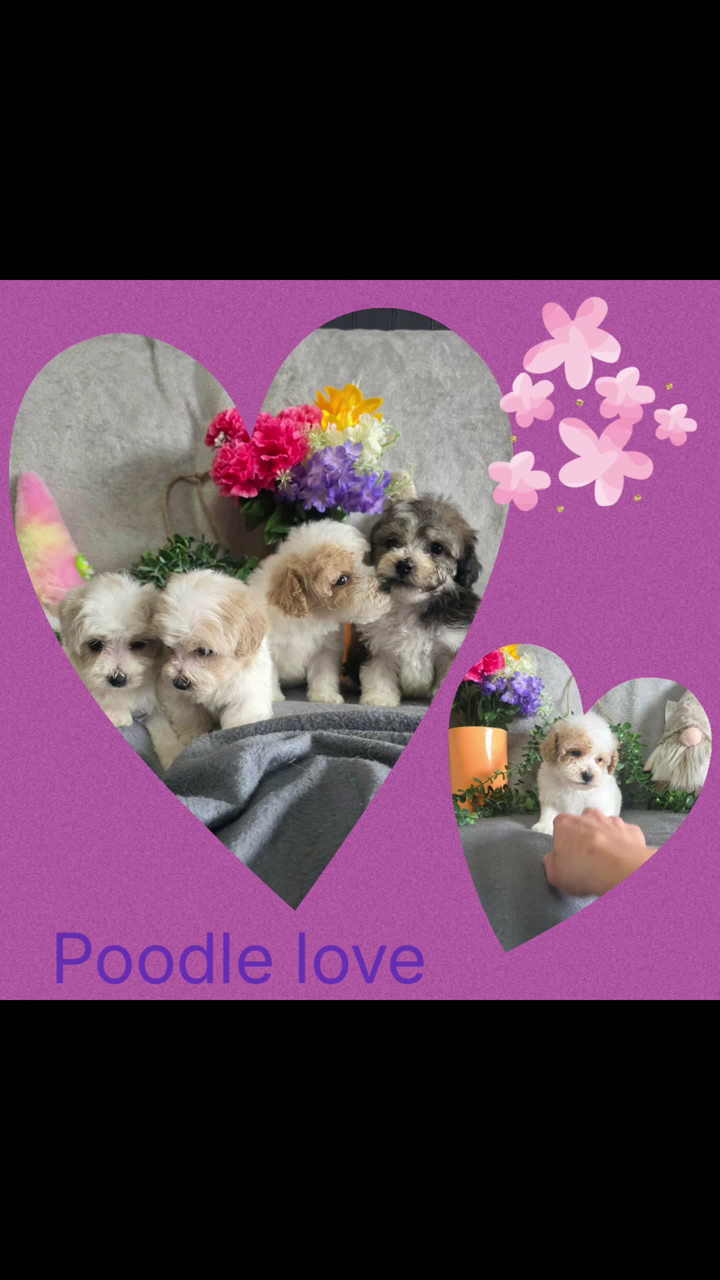 Miniature Poodle dogs for sale: Very small  harlequin miniature poodles  - Video 1
