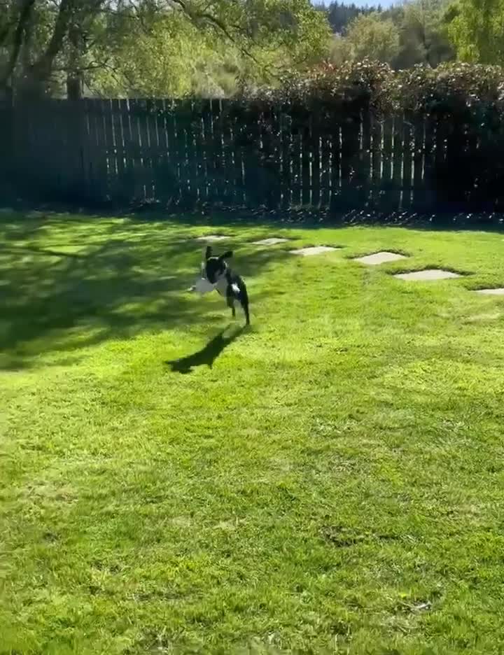 Mixed Breed dogs for adoption: Loving Millie ❤️  in Carlisle - Video 2