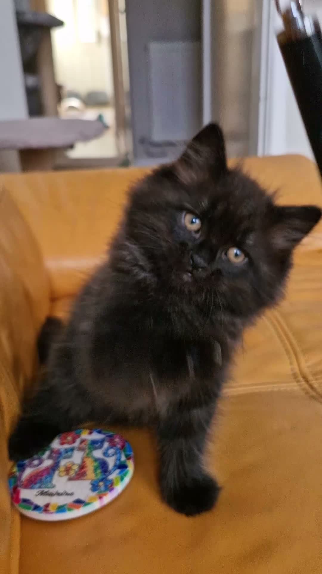 Mixed Breed cats for sale: Ragdoll mix kittens, ready to leave now  - Video 1