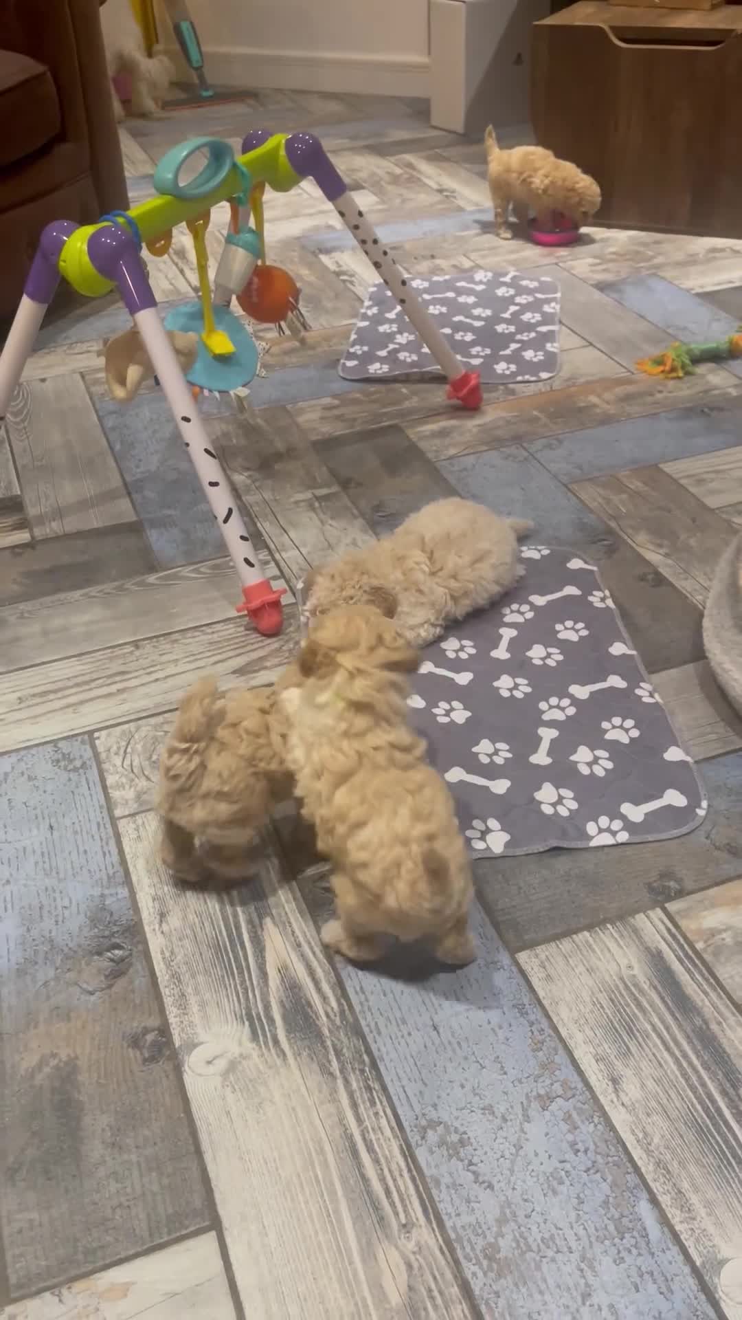 Cavapoo dogs for sale: 💙READY NOW💙  male cavapoo FHT  - Video 5