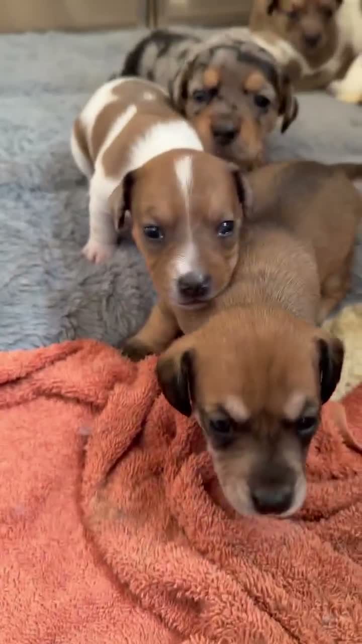 Mixed Breed dogs for sale: Jack bullshund - Video 2