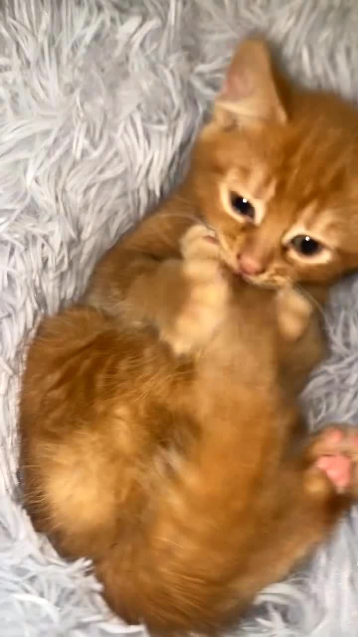 Mixed Breed cats for sale: Fluffy ginger kitten awaiting forever home🏡 - Video 1