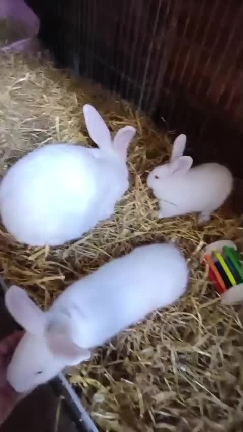 New Zealand rabbits for sale: NewZealand Whites - Video 1