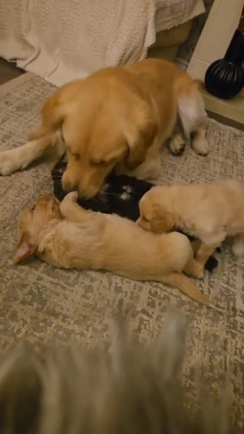 Mixed Breed dogs for sale: Beautiful Golden Cockapoo Retrieve puppies - Video 1