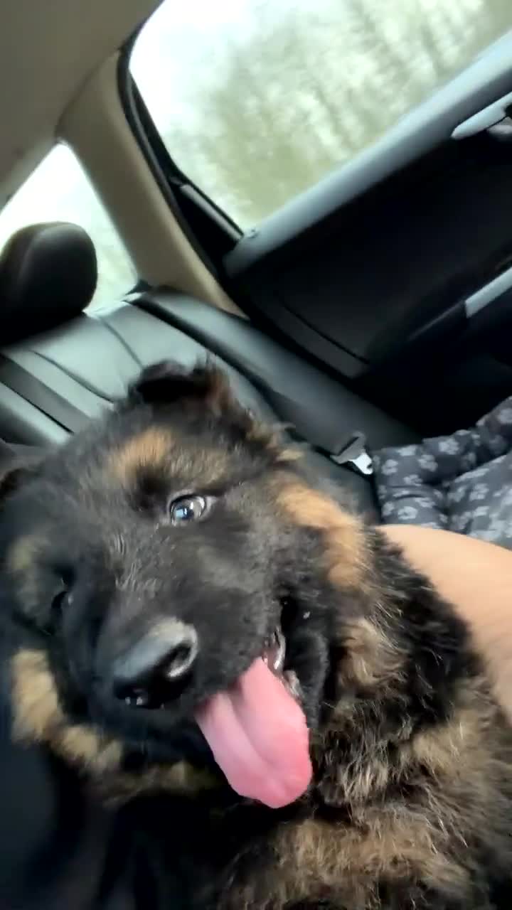 German Shepherd dogs for sale: German shepherd puppy in Gosport - Video 1