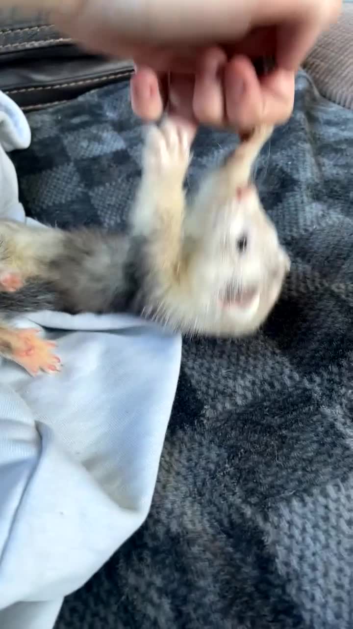 Ferret rodents for sale: Dorris the ferret - Video 4