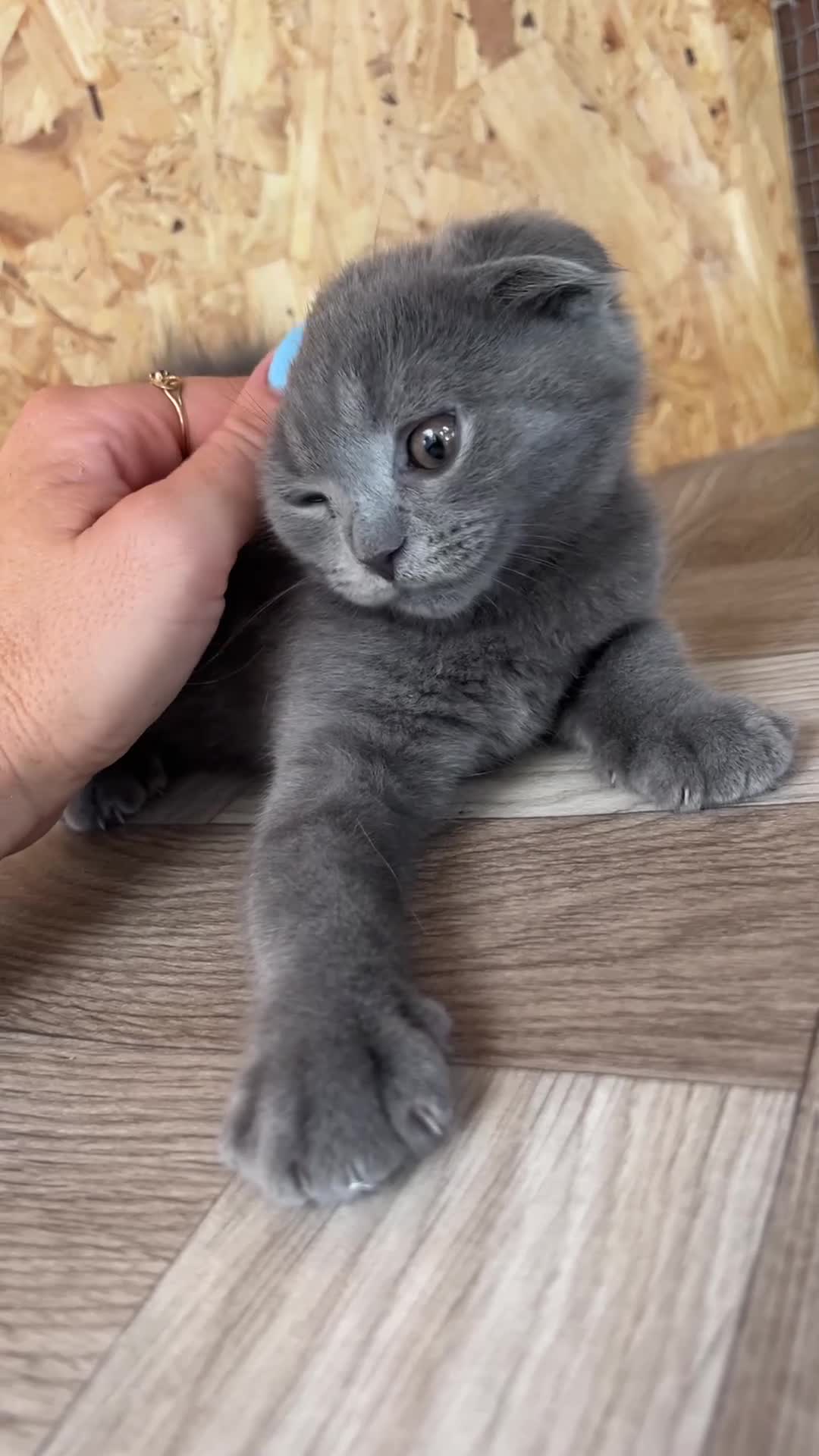 Mixed Breed cats for sale: 😍British Shorthair &Maine Coon 😍 - Video 1
