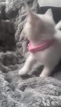 Mixed Breed cats for sale: Kittens  - Video 5