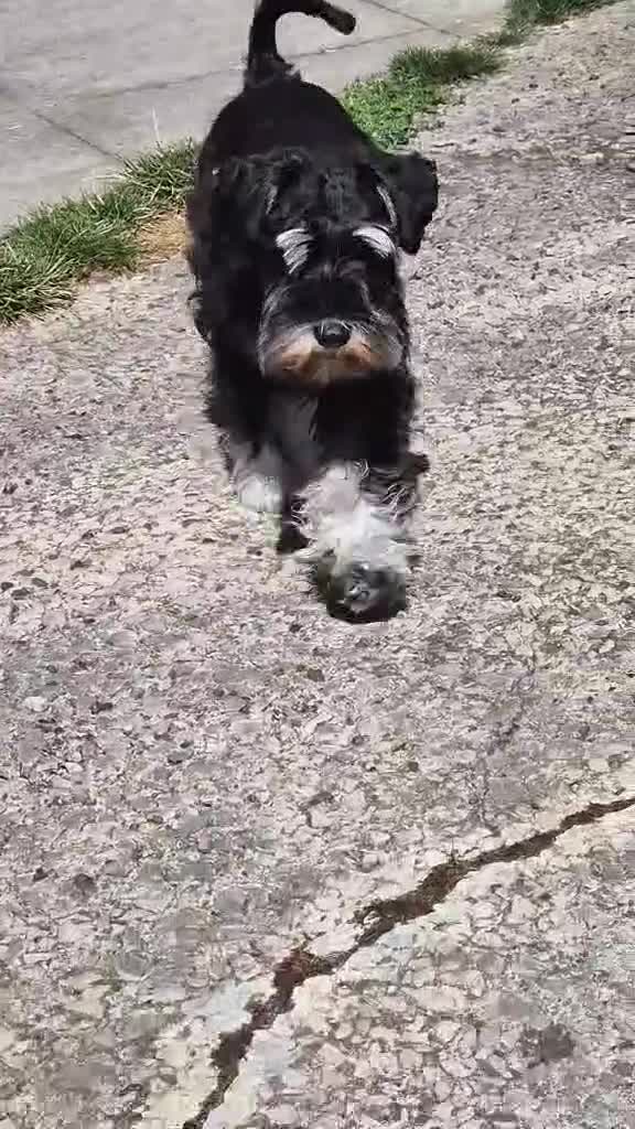 Miniature Schnauzer dogs for sale: Beautiful girl - Video 2