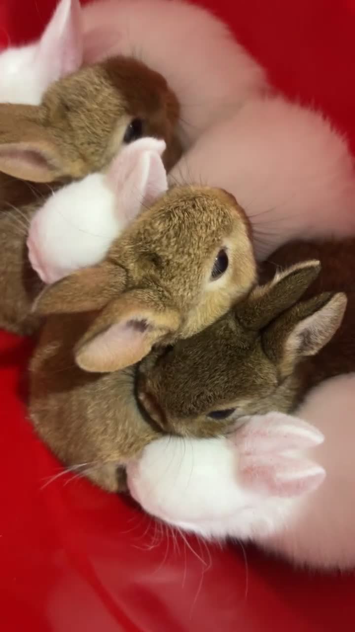 Netherland Dwarf rabbits for sale: Pure Netherland Dwarfs - Video 1