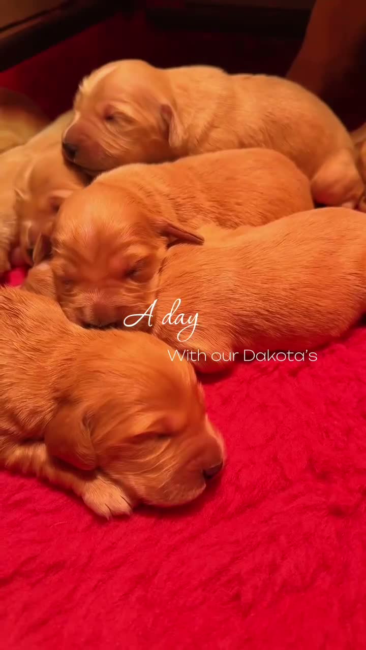 Mixed Breed dogs for sale: Beautiful Cocker X Golden Retriever Puppies  in Sleaford - Video 1