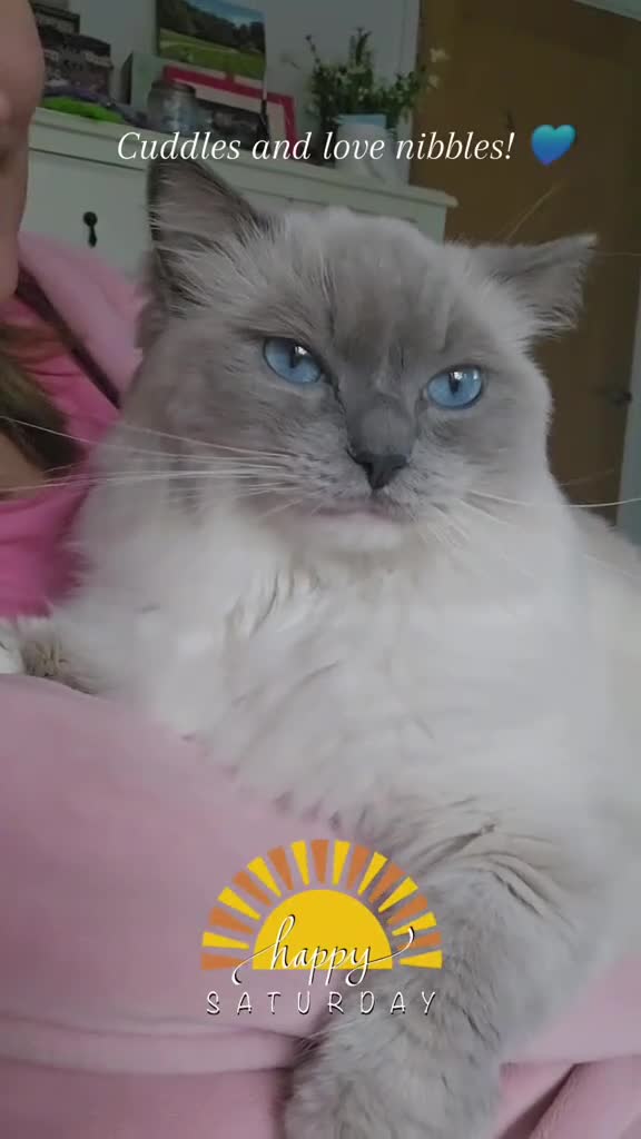 Ragdoll cats for stud: ✨️ Exceptional TICA Active Ragdoll for STUD ✨️ in Southampton - Video 1