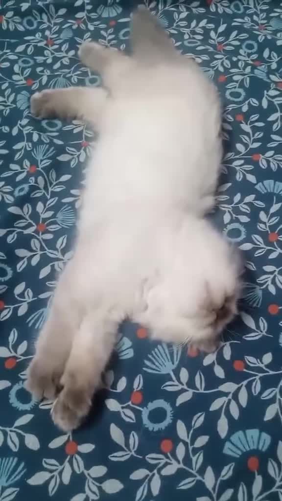 Mixed Breed cats for sale: Kittu mittu in Leicester - Video 1